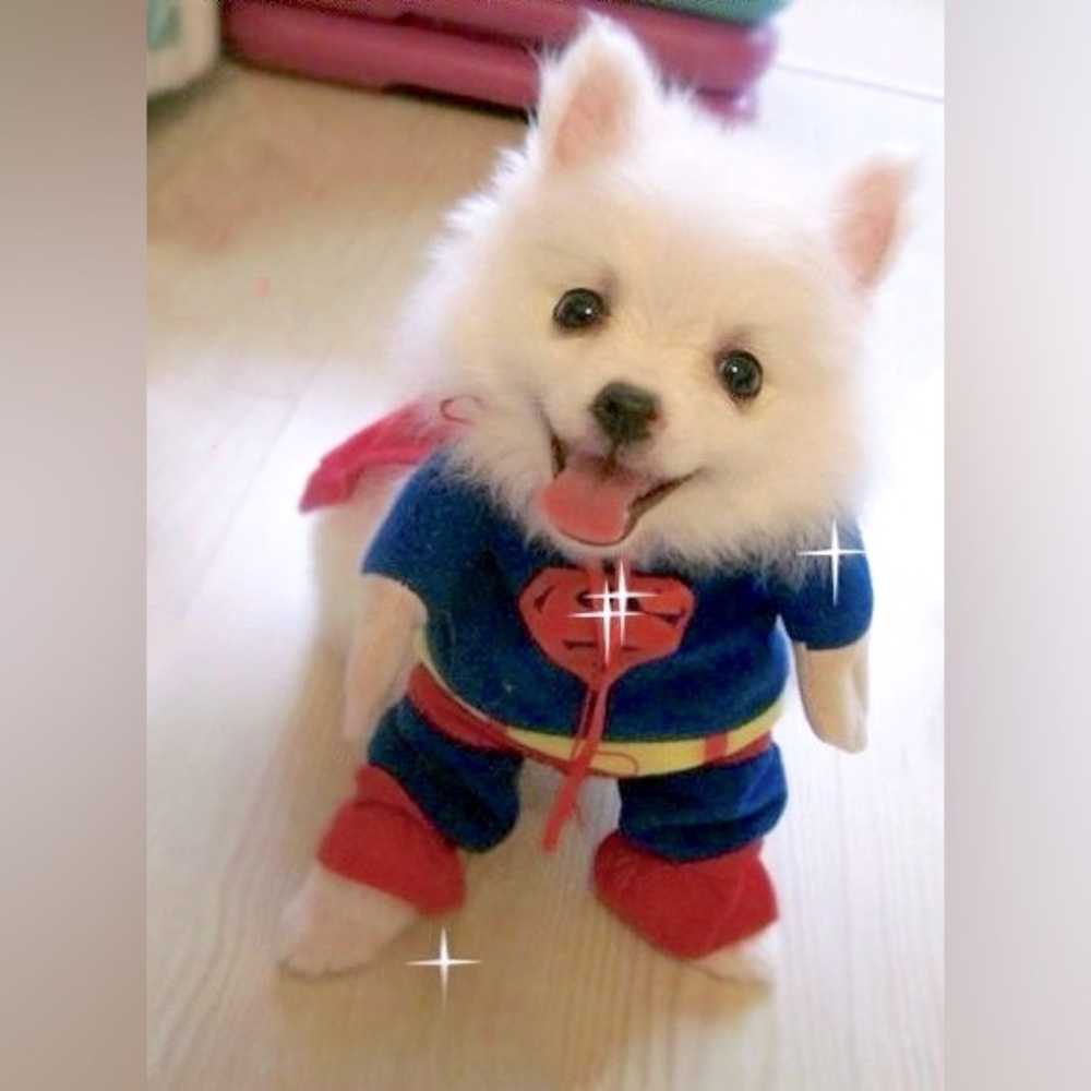 Superhero Pet Costume Superman Size XS